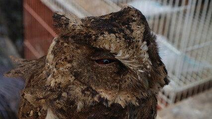 Close-up of a camouflaged owl with brown and white speckled feathers, perched near a cage, looking to the right.