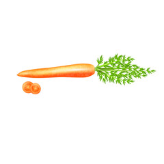 vector illustration of a carrot