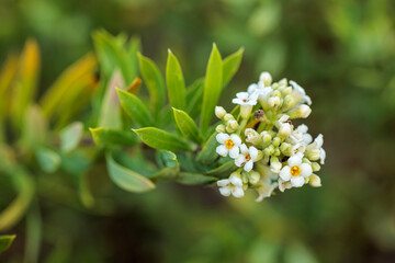Daphne gnidium. Detail of a mezereon branch with white flowers.