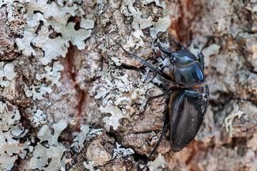 Lucanus barbarossa. Southern lucanus beetle, male, on the bark of an oak.