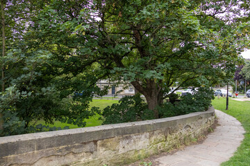 Curved stone wall and paved pathway winding through a park with lush green grass and a large leafy tree