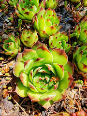 Succulent plants, cactus, Stone rose in flower bed in botanical garden. Beauty in nature. Close-up....