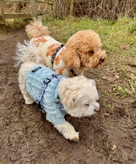 Two Little Dogs Wearing Jumpers