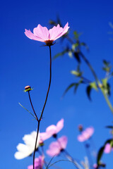 Pink Cosmos Blooming Under the Clear Autumn Sky in Jeoncheon, Korea