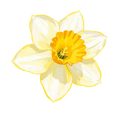 Elegant vector illustration of a daffodil flower with delicate petals and a vibrant yellow center, isolated on white