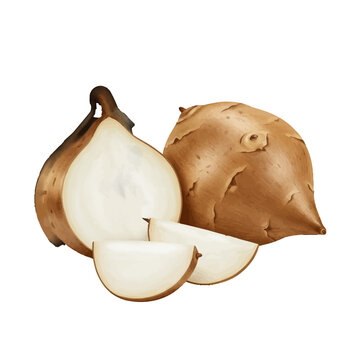 Detailed vector illustration of jicama with sliced pieces showcasing its texture and form, perfect for culinary and nutritional content creation