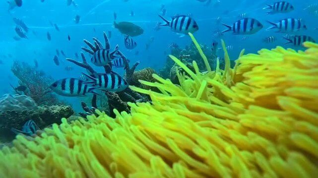 underwater world on phu quoc island in vietnam
