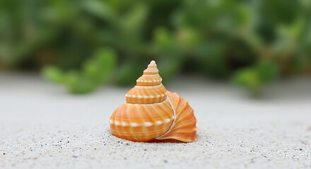 Elegant Turret Snail Shell on Fine White Sand with Soft Green Background Beachcombing Treasure