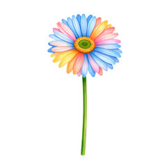 Watercolor Isolated Art Object Gerbera Flower on a Long Stem with Fancy Multicolor Petals. AI generated.