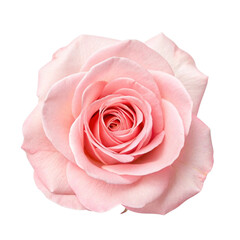 Fototapeta premium pink rose isolated on white