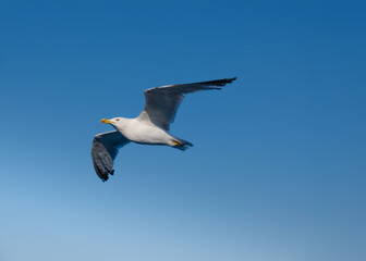 A seagull soaring through the blue sky.