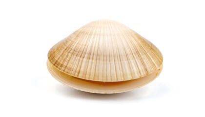 Isolated Closeup of a Tan Clam Shell on White Background with Food Concept.