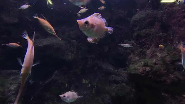 Snipefish of all shapes and sizes swim in large aquarium habitat tank