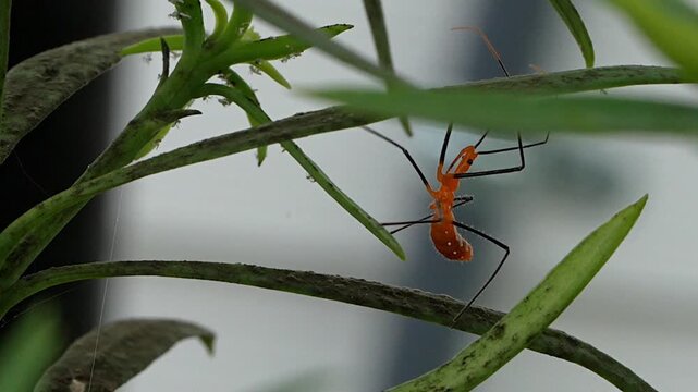 Milkweed assassin bug crawling a plant