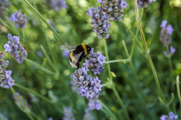 A bee pollinating in lavender
Godshill, Isle of Wight 