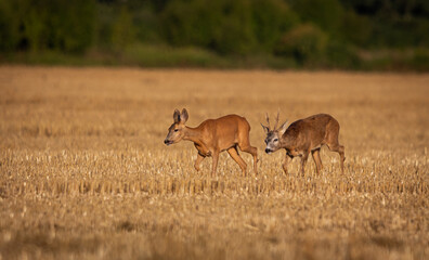 Roe deer doe followed by Roe deer buck during rutting season