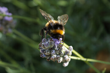 A bee pollinating in lavender
Godshill, Isle of Wight 