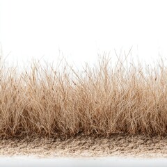 Fototapeta premium Dry grass tufts against white background