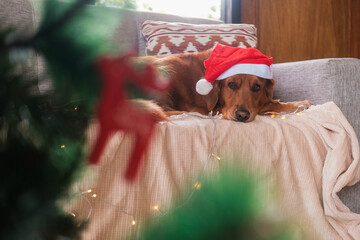 In the foreground is a Christmas tree with decorations, against which a golden retriever dog is lying on the sofa in a Santa hat. Christmas dog wearing a Santa Claus hat. The dog is tired.