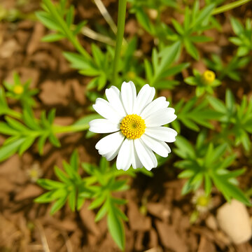 alba, antidote, asteraceae, ayurveda, ayurvedic, ayurvedic herbs, beautiful, bhringraj, daisy, dye, eclipta, eclipta alba, eclipta prostrata, ecliptae, false daisy, flower, fresh, garden, green, herb,