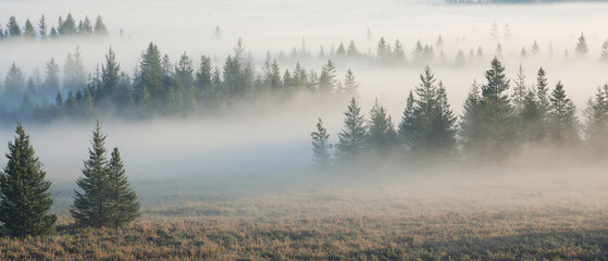 Pastel Pine Grove in Soft Morning Fog