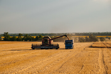 a combine harvester pours grain into a truck in a field