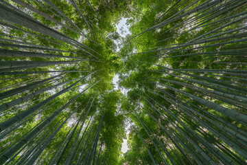 Arashiyama Bamboo Grove in Kyoto, Japan viewed strictly upward reveals a seamless green canopy pattern ideal for use as a natural background in visual or design projects