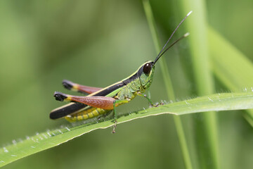 Ceracris nigricornis is a species of band-winged grasshopper in the family Acrididae