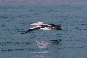 Close up of a white pelican flying above the water, Lake Colac, Victoria, Australia
