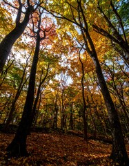 Autumn forest canopy. Sunlight filters through colorful leaves