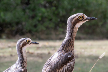 Bush stone-curlews