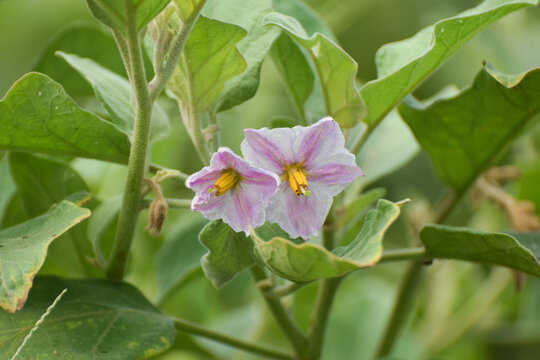 vegetable brinjal flower, Brinjal flower with buds and leaves.star-shaped, violet-purple with yellow stamens, attracting pollinators