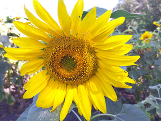 A large, vibrant sunflower in full bloom, captured in a close-up shot. Its yellow petals and the...
