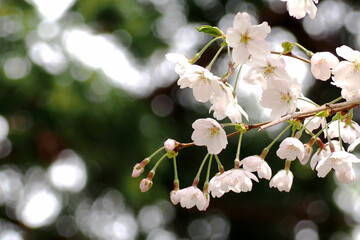 さくらの花
