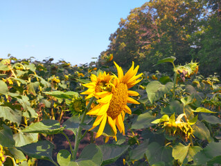 A sunflower field stretching towards a forest line on the horizon under a clear blue sky. A large...