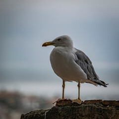 Gaviota