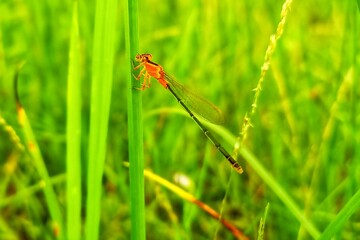 Damselfly resting on green grass blade in vibrant natural field