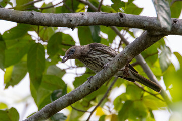 Australasian Figbird