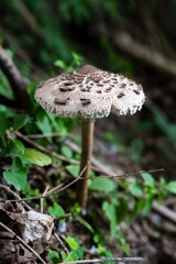 Wild Mushroom in Forest