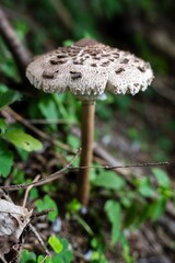 Wild mushroom in forest setting