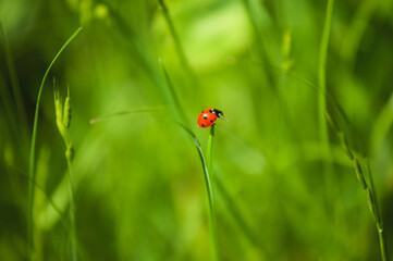 Ladybug on green grass, enjoying sunny day, macro shot of vibrant nature
