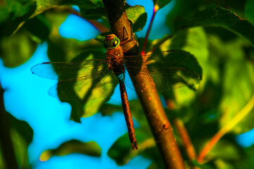 A dragonfly lands on a branch, showcasing intricate details in bright sunlight
