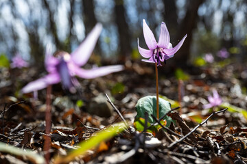 Spring Bloom of Erythronium in the Forest Understory