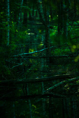 Mysterious forest reflecting in calm water, creating serene and tranquil atmosphere
