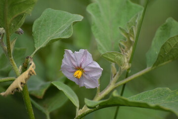 vegetable brinjal flower, Brinjal flower with buds and leaves.star-shaped, violet-purple with yellow stamens, attracting pollinators