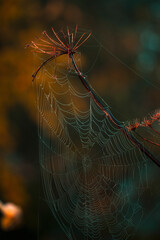 ntricate spider web glistening in morning dew, capturing nature's craftsmanship in a serene setting
