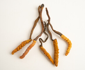 Cordyceps sinensis or Ophiocordyceps sinensis isolated on white background, mushroom herb treatment...