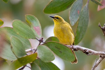 Yellow Honeyeater