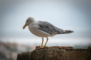 Gaviota