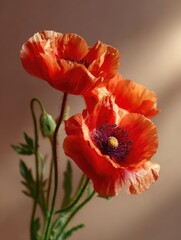 Obraz premium Three vibrant orange poppies, soft light